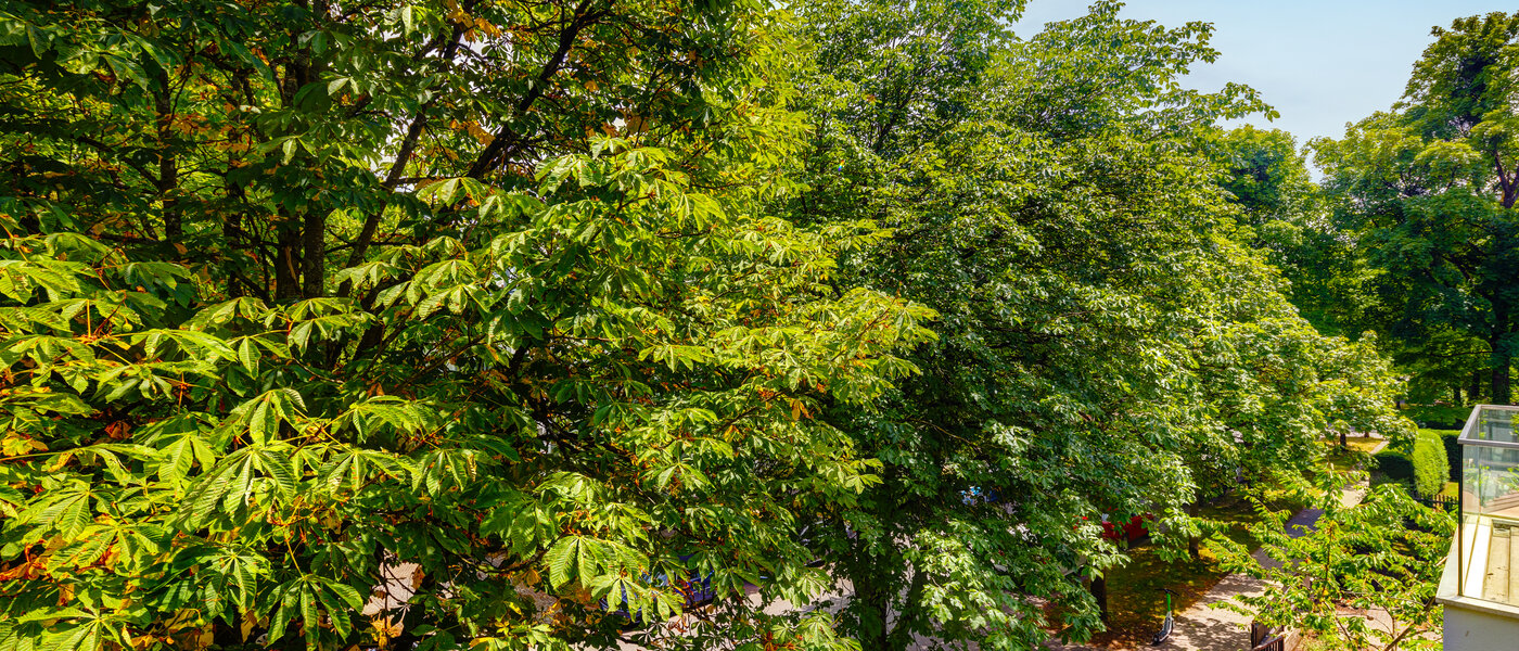 appartement München Nymphenburg 01 vue 10849