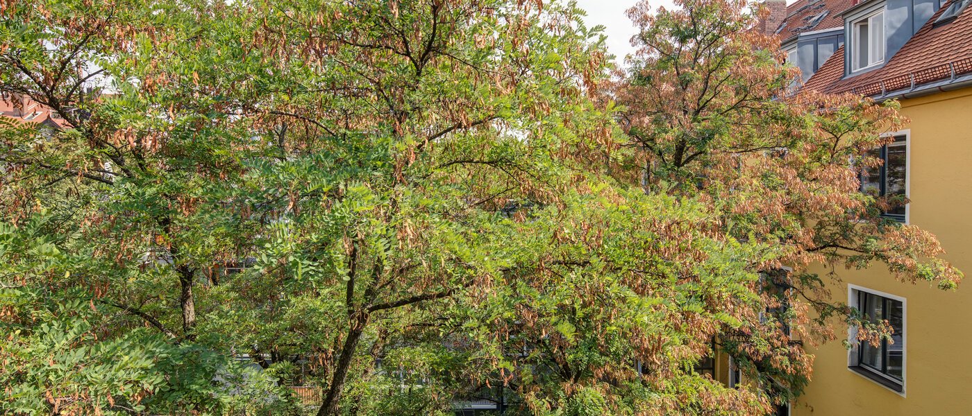 appartement München Schwabing 02 vue 11220