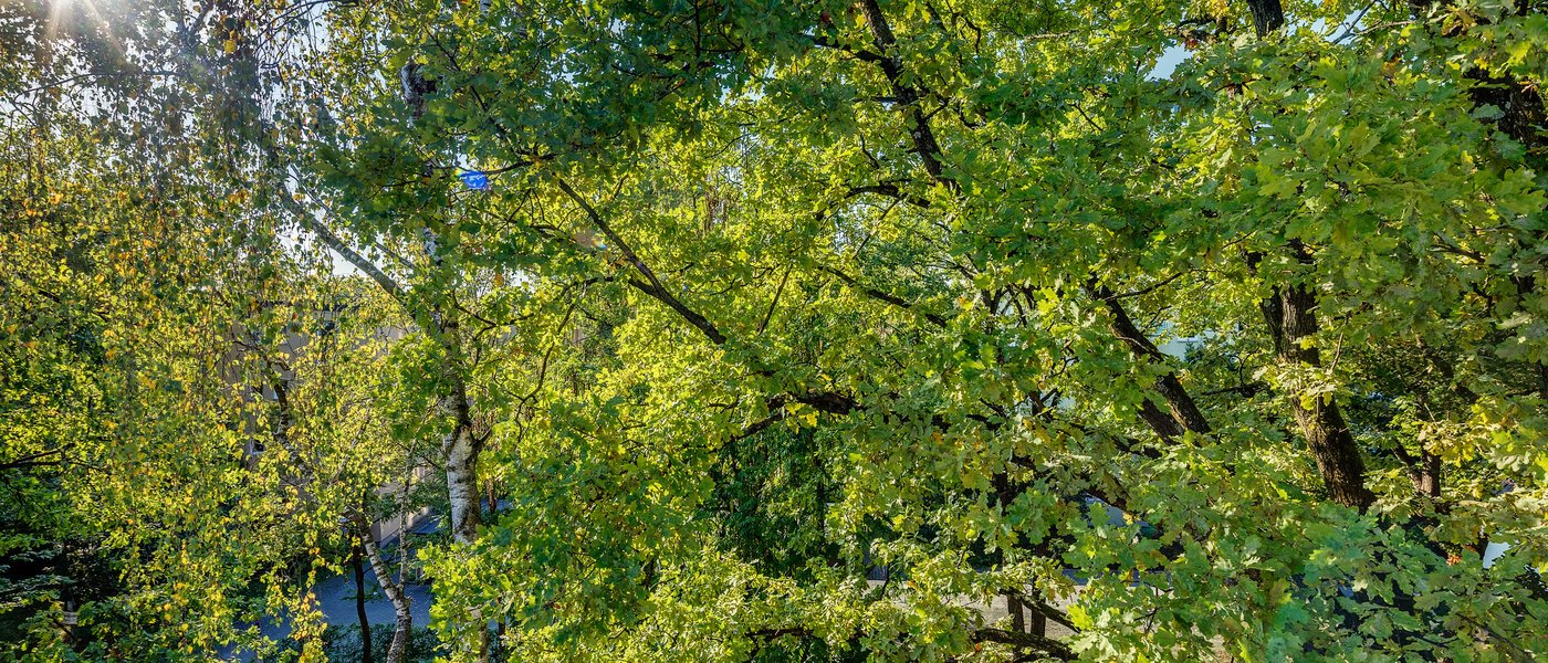 appartement München Parkstadt Bogenhausen 04 vue 11256