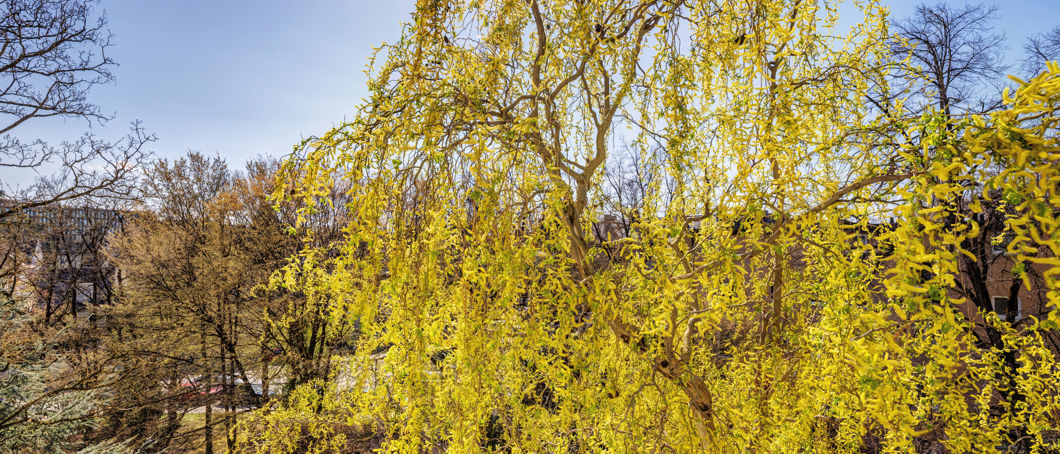 appartement München Bogenhausen 03 vue 6213